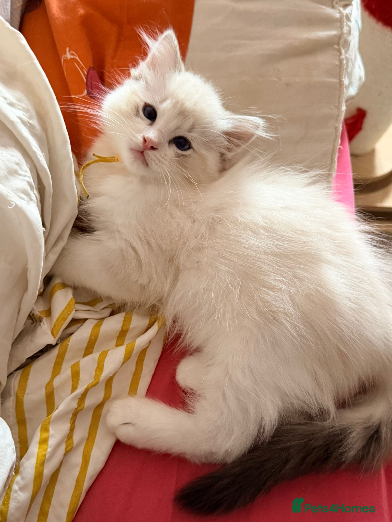 Ragdoll cats  Tica reg seal tabby bicolour ragdoll kitten  - Advert 4