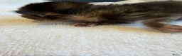 Ragcoon cats for sale: Ragdoll × Maine Coon Kittens rare colours - Advert 22