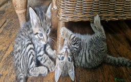 Bengal cats for sale: Bengal cross kittens  - Image 4