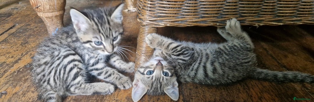Bengal cats for sale: Bengal cross kittens  - Image 4