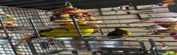 Parrots birds for sale: Regal ,rock pebbler parrots in Rotherham - Advert 20