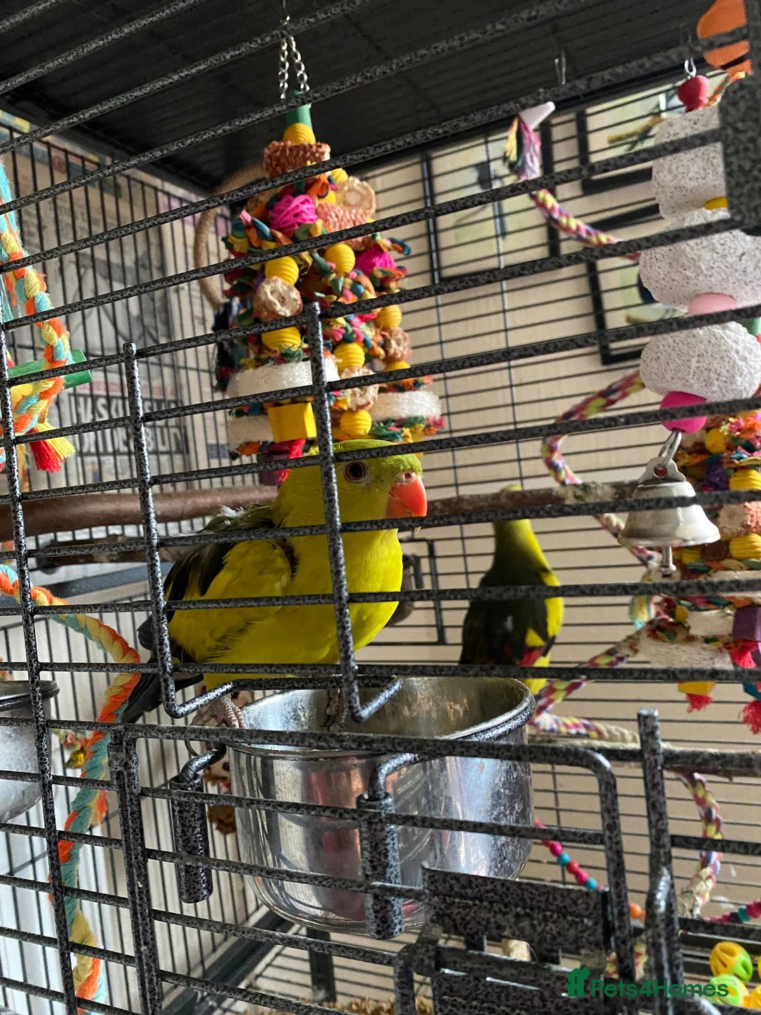 Parrots birds for sale: Regal ,rock pebbler parrots in Rotherham - Advert 20