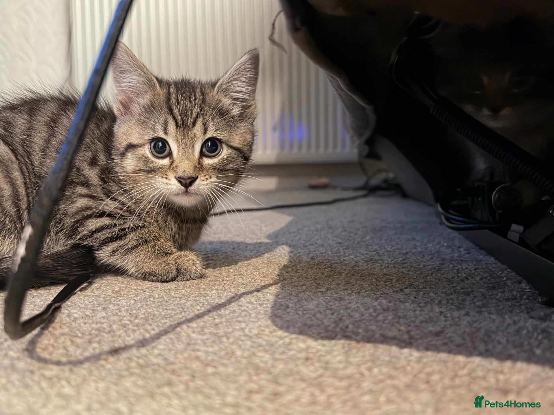 Mixed Breed cats Tabby Kittens looking for there forever home - Advert 7