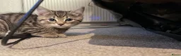 Mixed Breed cats for sale: Tabby Kittens looking for there forever home - Advert 5