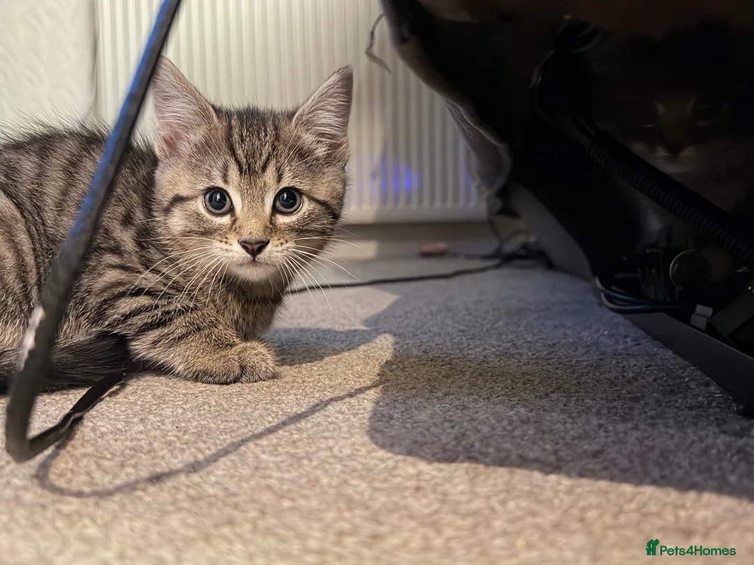 Mixed Breed cats for sale: Tabby Kittens looking for there forever home - Advert 5