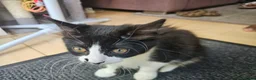 British Shorthair cats for sale: 2 Female Black and White kittens - Advert 11