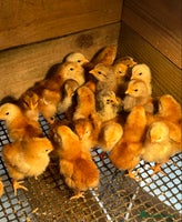 Chickens poultry - Advert 15