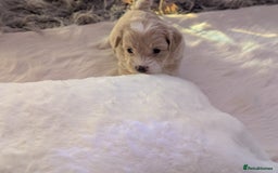 Maltipoo dogs for sale: Quality At it's Finest. From Ch Parents Multipoo - Image 3