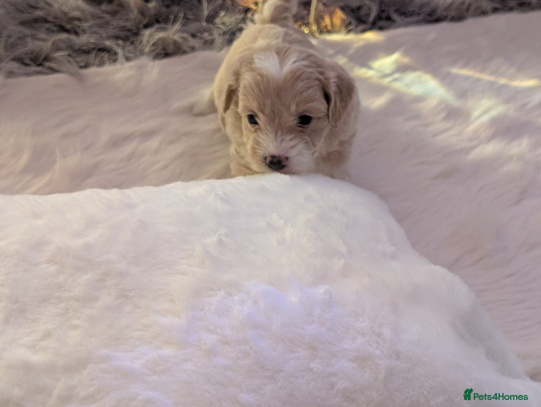 Maltipoo dogs for sale: Quality At it's Finest. From Ch Parents Multipoo - Image 3