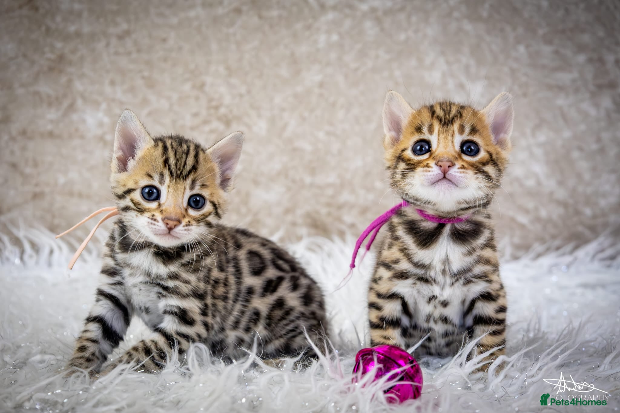 Bengal cats ✨️🐆STUNNING BROWN BENGALS. TICA REGISTERED ✨️🐆 - Advert 2