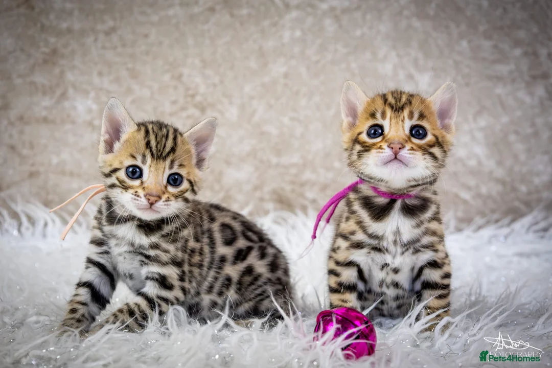 Bengal cats for sale: ✨️🐆STUNNING BROWN BENGALS. TICA REGISTERED ✨️🐆 - Advert 2