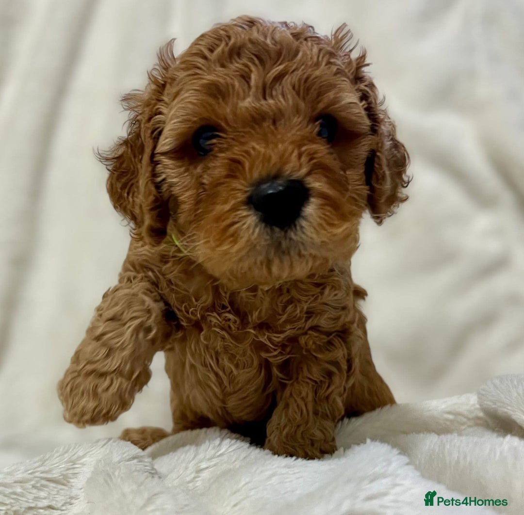 Cavapoo dogs for sale: Cavapoo puppies  - Advert 3