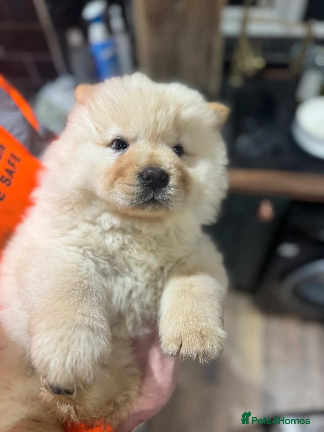 Chow Chow dogs for sale: BEAUTIFUL KC REG CHOW CHOWS FOR SALE 🥰🥰🥰🥰🥰🥰  - Advert 4