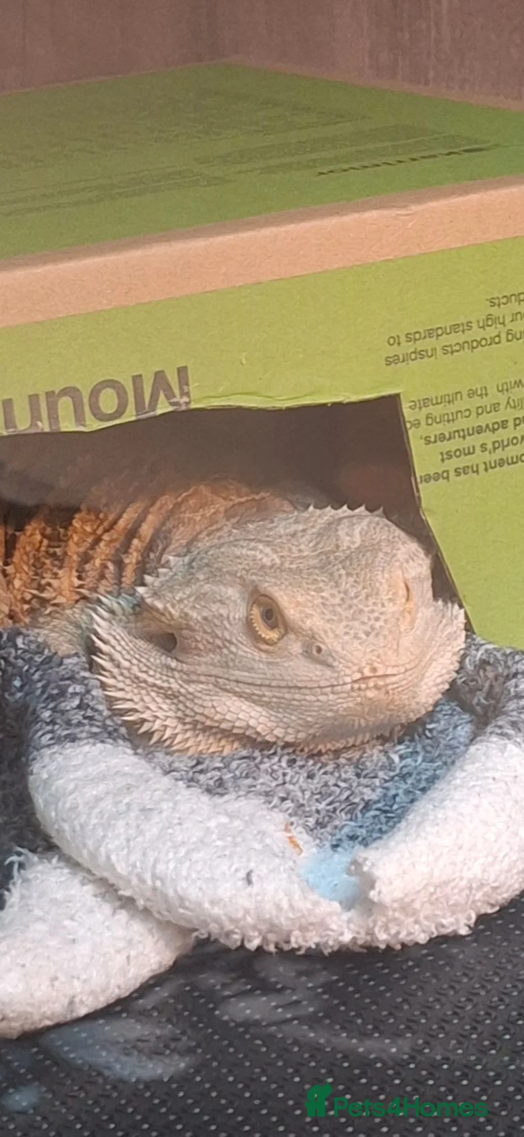 Bearded Dragon reptiles for sale: Mushu in Bath - Advert 4
