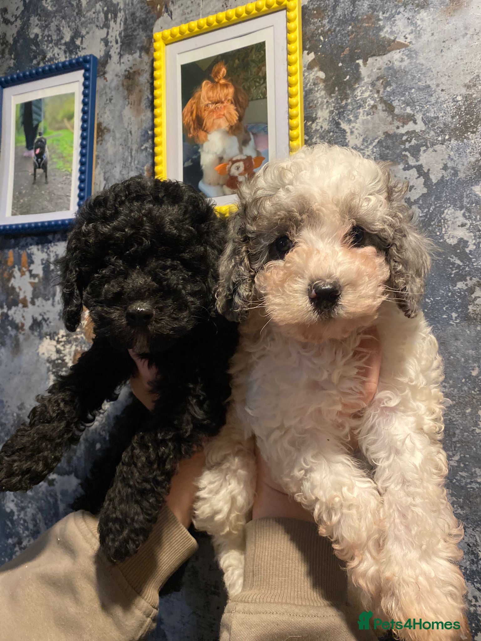 Cavapoo dogs Beautiful cavapoo puppies ready now - Advert 6