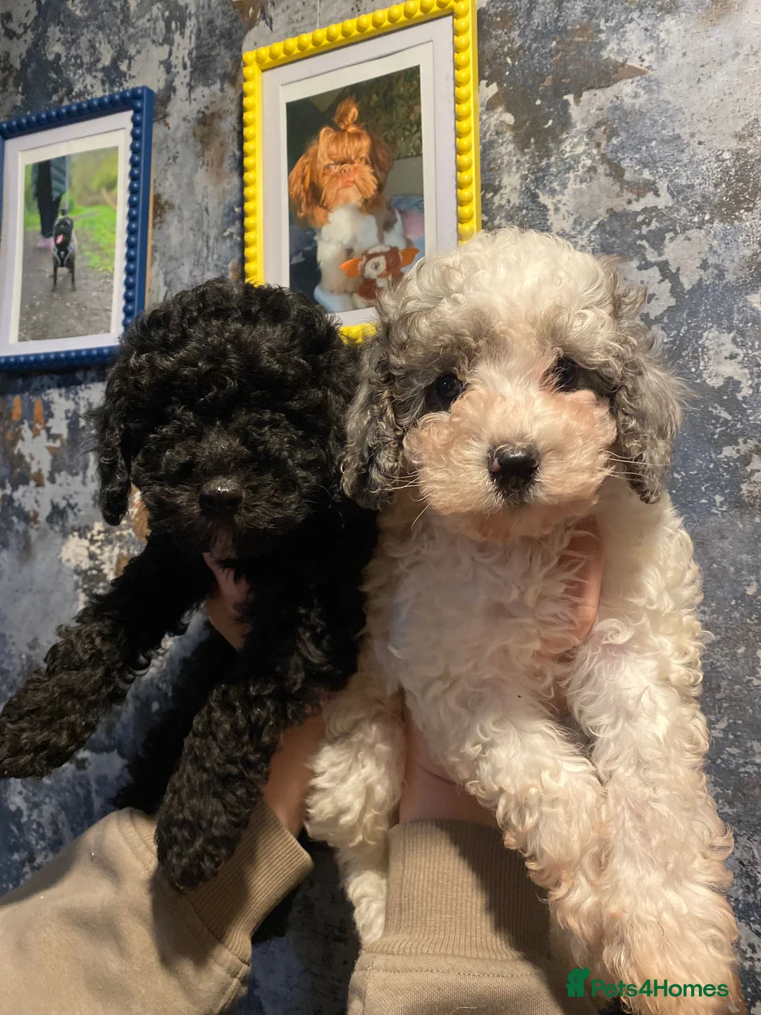 Cavapoo dogs for sale: Beautiful cavapoo puppies ready now - Advert 3