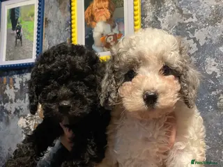 Cavapoo dogs Beautiful cavapoo puppies ready now - Advert 6
