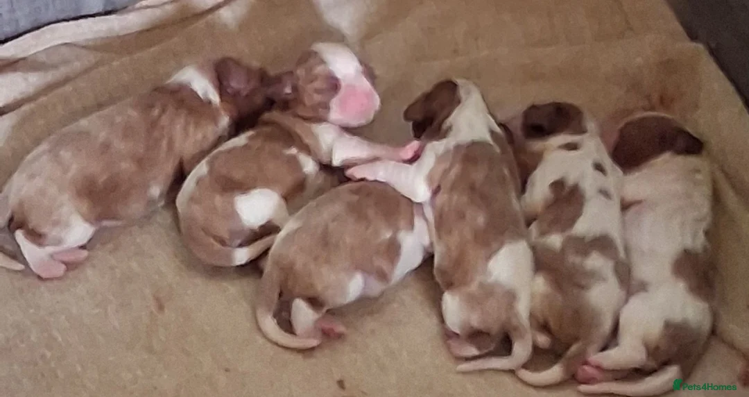 Cavalier King Charles Spaniel dogs for sale: Cavalier king Charles health tested parents  - Advert 2
