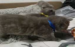 British Shorthair cats for sale: Beautiful BSH Kittens  - Advert 15