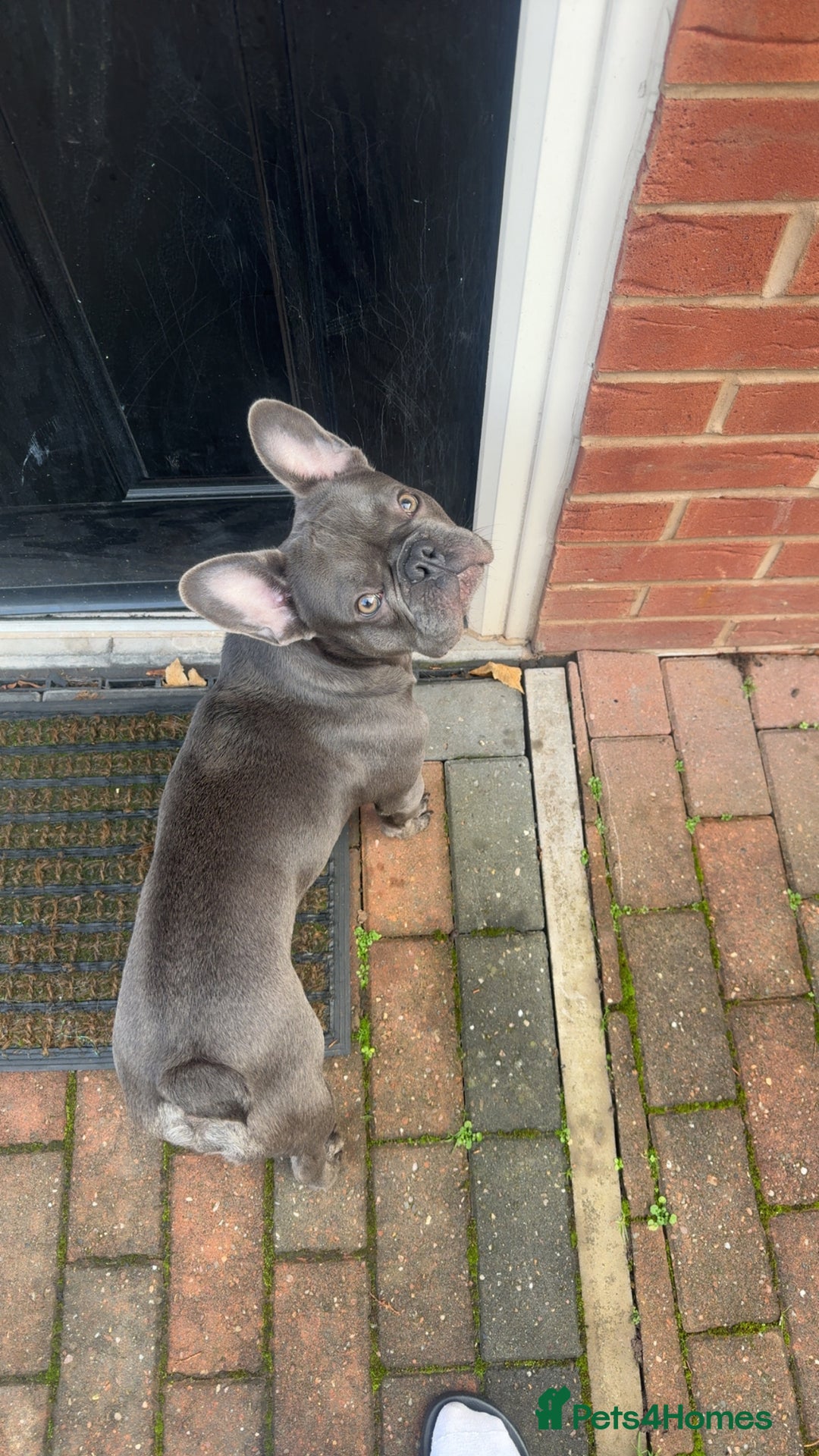 French Bulldog dogs for sale: 9 month old Frenchie looking for a new home - Advert 6