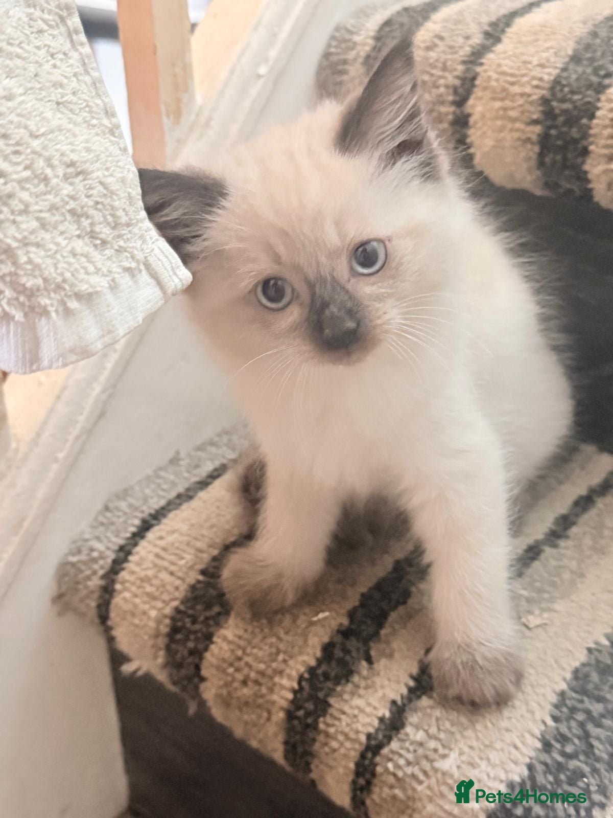 Mixed Breed cats 6 fluffy beautyful longhair ragdoll cross kittens - Advert 1