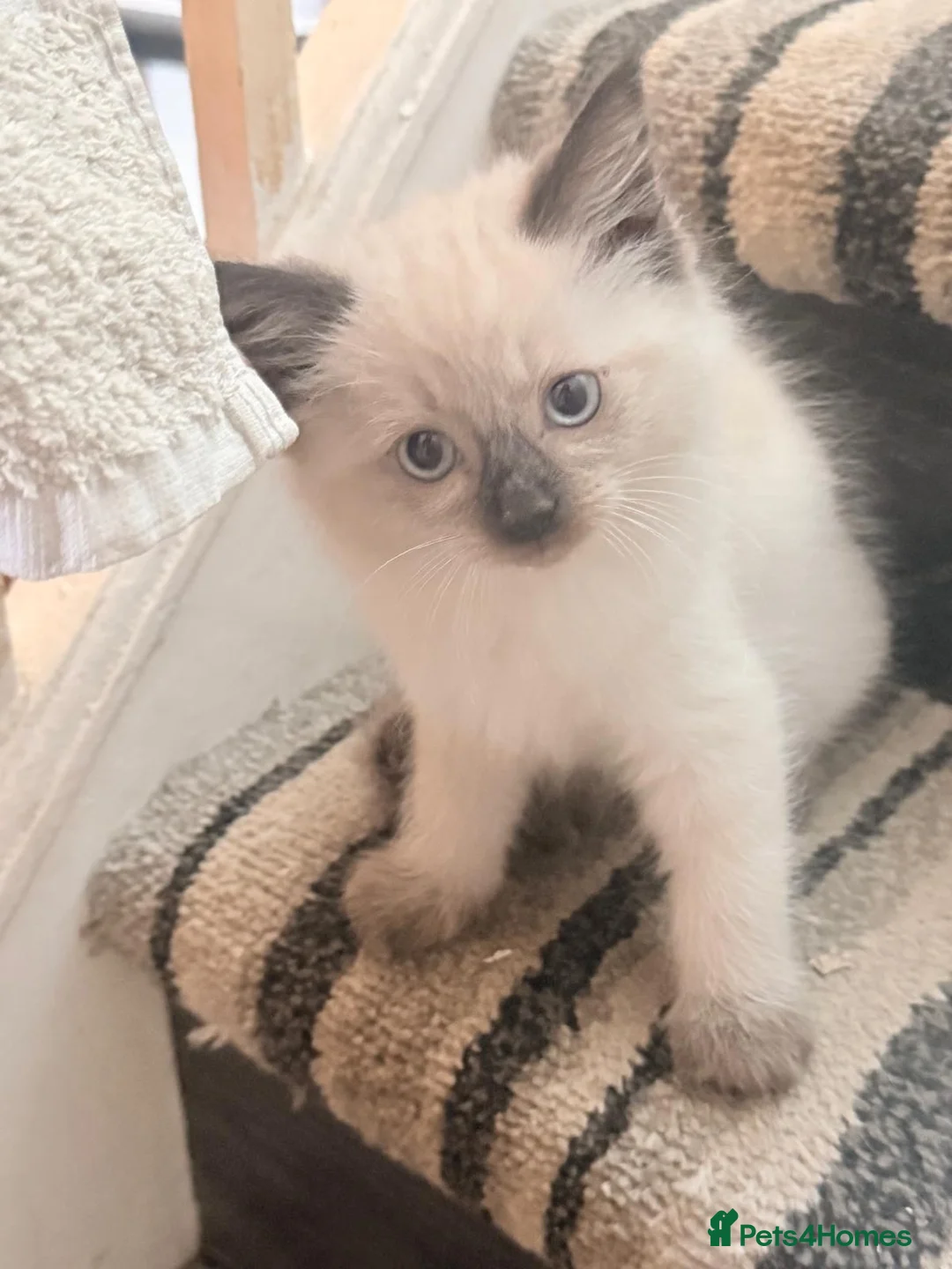 Mixed Breed cats for sale: 6 fluffy beautyful longhair ragdoll cross kittens - Advert 1
