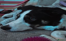 Border Collie dogs for sale: Beautiful female border collie  - Image 2