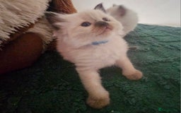 Ragdoll cats for sale: 7 beautiful fluffy Ragdoll cats.  - Image 6