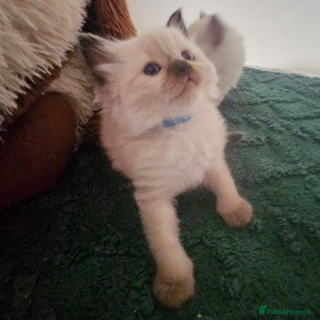 Ragdoll cats for sale: 7 beautiful fluffy Ragdoll cats.  - Image 6