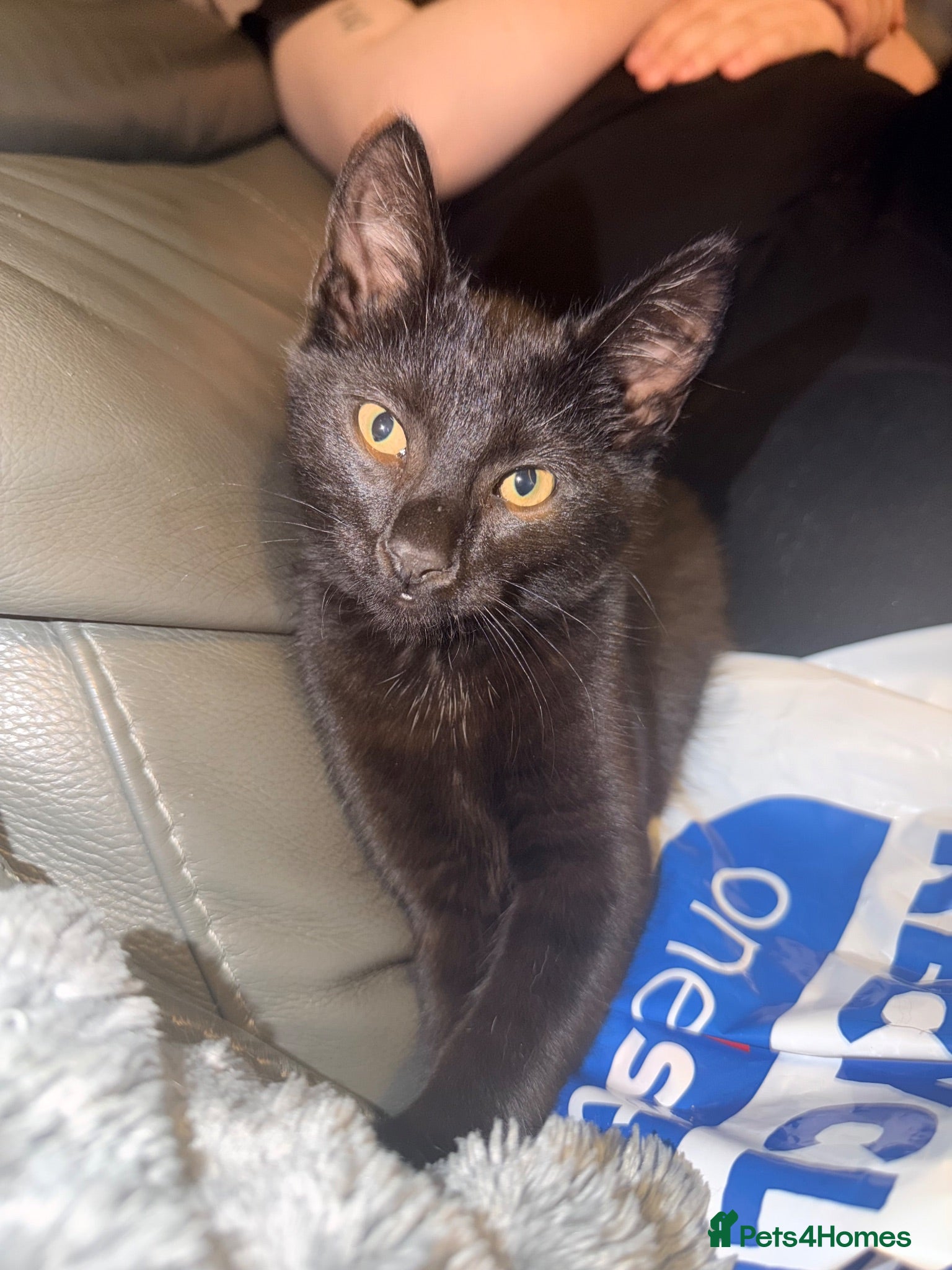 Mixed Breed cats Marley - Advert 9