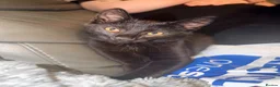 Mixed Breed cats for sale: Marley - Advert 1