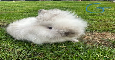 Lionhead rabbits - Advert 6