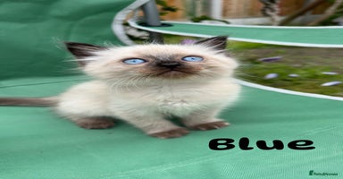 Ragdoll cats - Advert 14