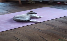 Mixed Breed cats for sale: 4 adorable kittens for sale - Image 22