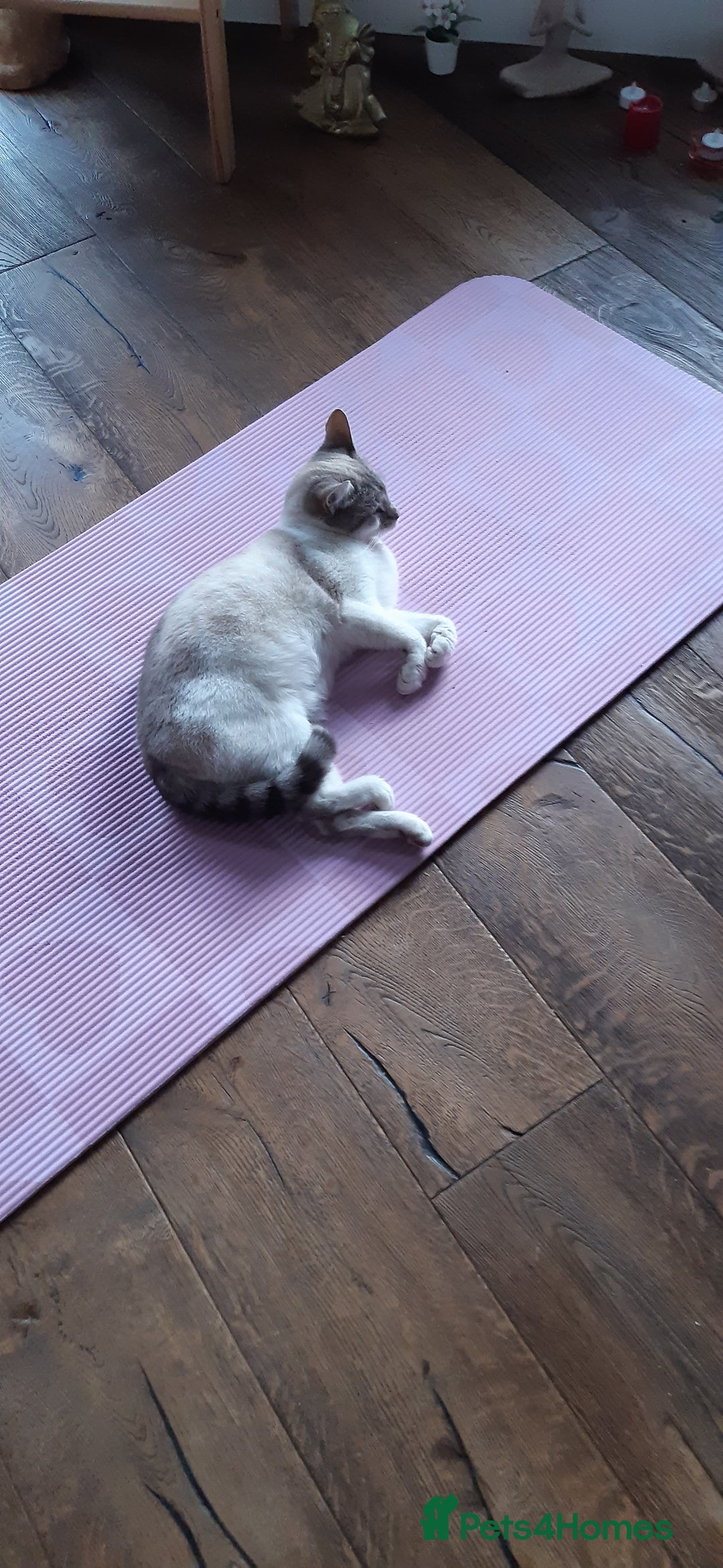 Mixed Breed cats for sale: 4 adorable kittens for sale - Image 22