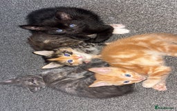 Mixed Breed cats for sale: 2 male 2 female kittens  - Image 15