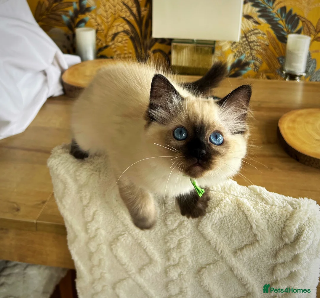 Ragdoll cats for sale: Seal colourpoint Ragdoll  - Advert 1