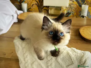 Ragdoll cats Seal colourpoint Ragdoll - Advert 1