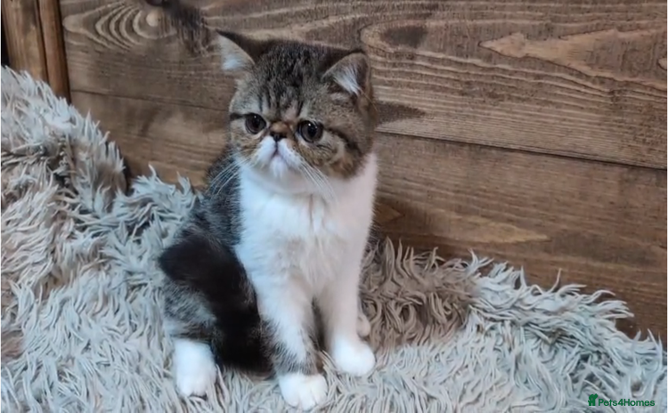 Persian cats - Advert 2