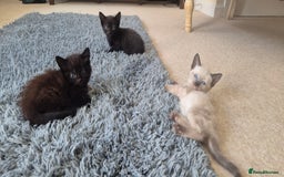 Mixed Breed cats for sale: 2 black male, 1 female white and brown female - Image 6