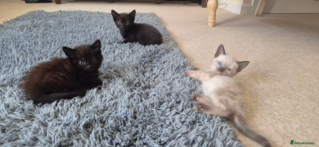 Mixed Breed cats for sale: 2 black male, 1 female white and brown female - Image 6