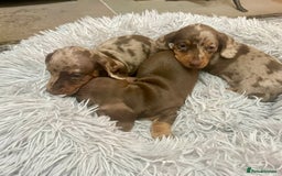 Miniature Dachshund dogs for sale: Stunning small Miniature Daschund’s - Image 12