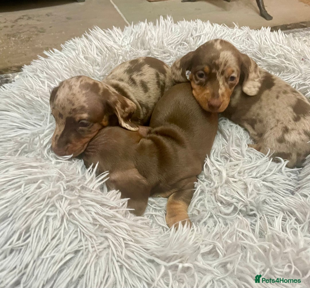 Miniature Dachshund dogs for sale: Stunning small Miniature Daschund’s - Image 12