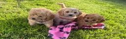 Cavapoochon dogs for sale: Cavapoochon girl puppies  - Advert 8