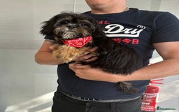 Cavapoo dogs for sale: Little man needs a loving home  - Image 10
