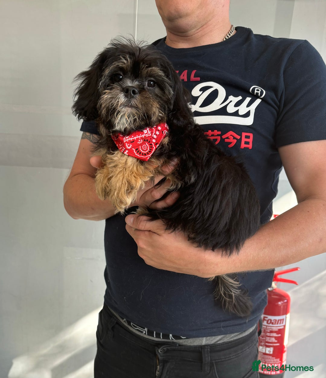 Cavapoo dogs for sale: Little man needs a loving home  - Image 10