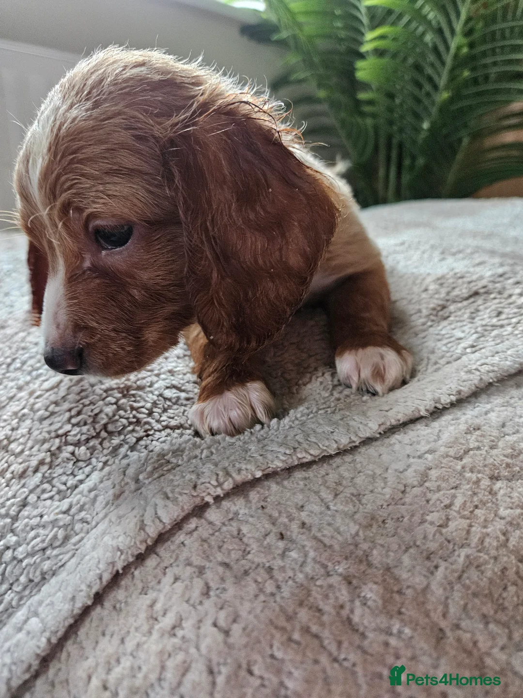 Sproodle dogs for sale: Ready to leave now! Beautiful sproodle puppies in London - Advert 2