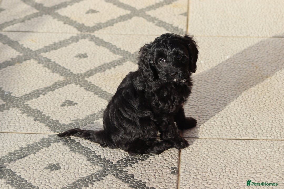 Cavapoo dogs for sale: Beautiful Cavapoochons for sale  - Image 7