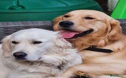 Golden Retriever dogs for sale: Beautiful chunky Golden Retrievers - Image 4