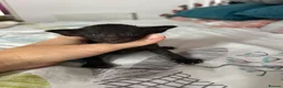 Siamese cats for sale: Beautiful kittens/can DELIVER  - Advert 6